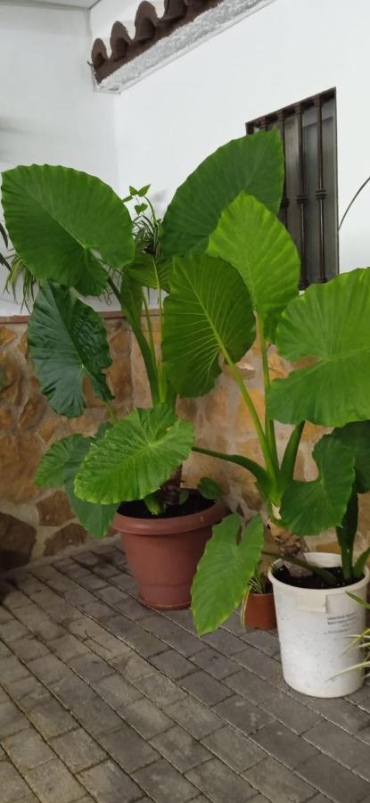 בית הארחה Pegalajar 	Casa Cueva El Almendro מראה חיצוני תמונה